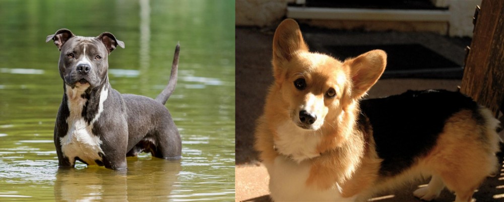 Dorgi vs American Staffordshire Terrier - Breed Comparison