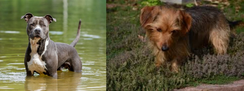 Dorkie vs American Staffordshire Terrier - Breed Comparison