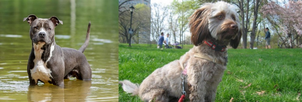 Doxiepoo vs American Staffordshire Terrier - Breed Comparison