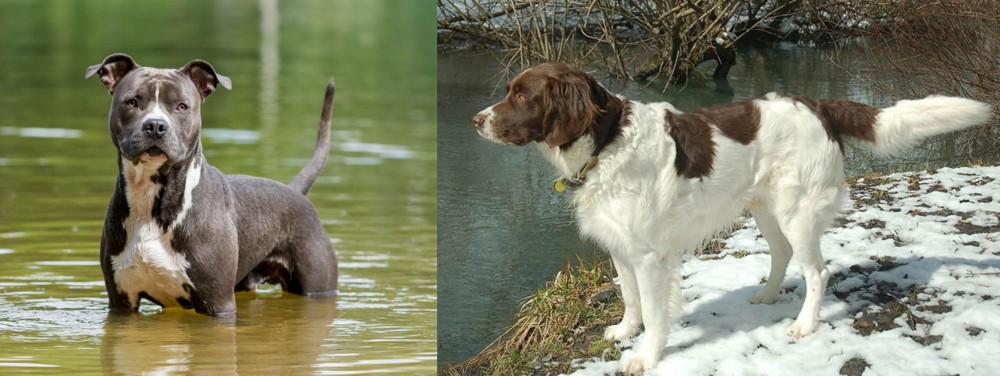Drentse Patrijshond vs American Staffordshire Terrier - Breed Comparison