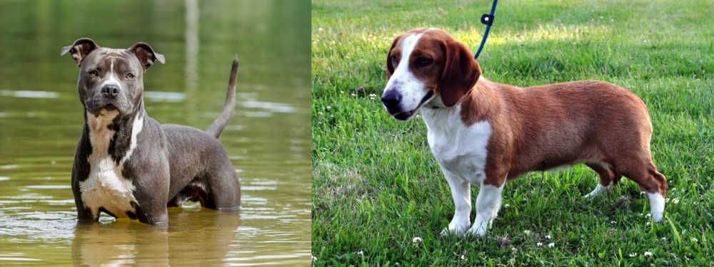 Drever vs American Staffordshire Terrier - Breed Comparison