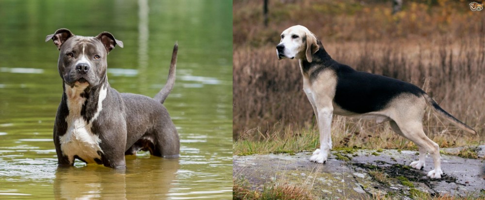 Dunker vs American Staffordshire Terrier - Breed Comparison