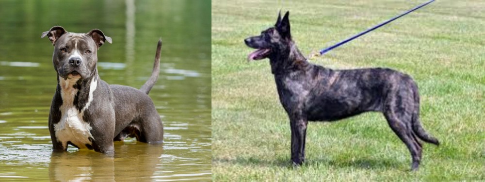 Dutch Shepherd vs American Staffordshire Terrier - Breed Comparison