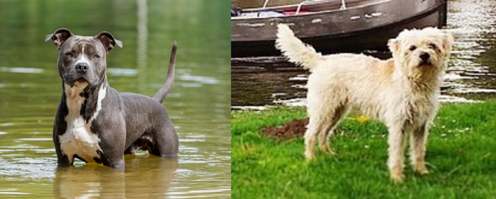 Dutch Smoushond vs American Staffordshire Terrier - Breed Comparison