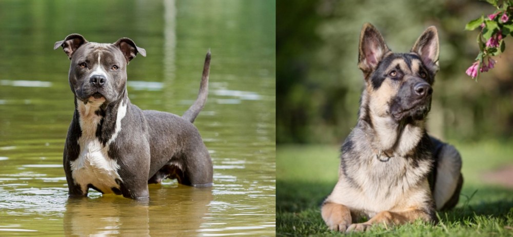 East European Shepherd vs American Staffordshire Terrier - Breed Comparison