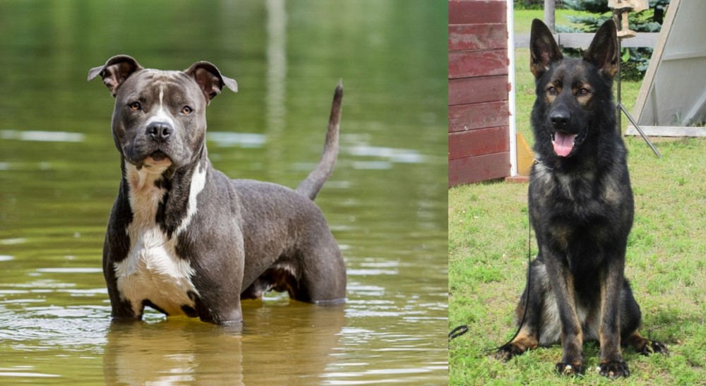 East German Shepherd vs American Staffordshire Terrier - Breed Comparison