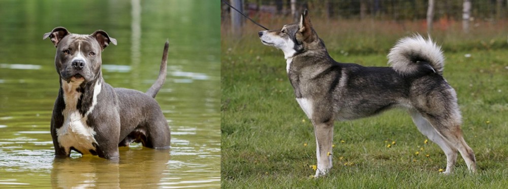East Siberian Laika vs American Staffordshire Terrier - Breed Comparison