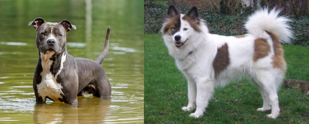Elo vs American Staffordshire Terrier - Breed Comparison