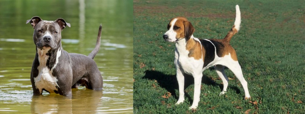 English Foxhound vs American Staffordshire Terrier - Breed Comparison