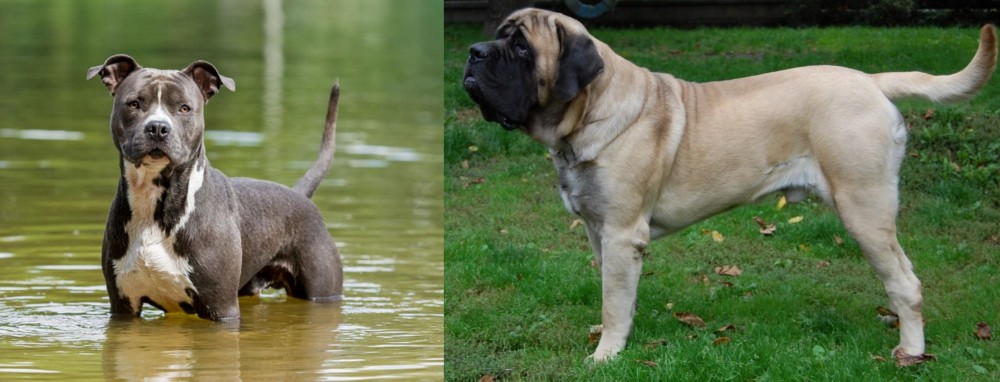 English Mastiff vs American Staffordshire Terrier - Breed Comparison