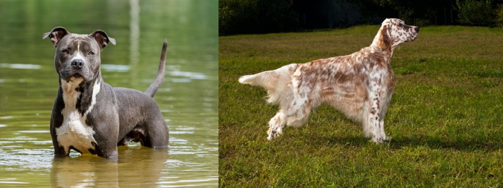 English Setter vs American Staffordshire Terrier - Breed Comparison