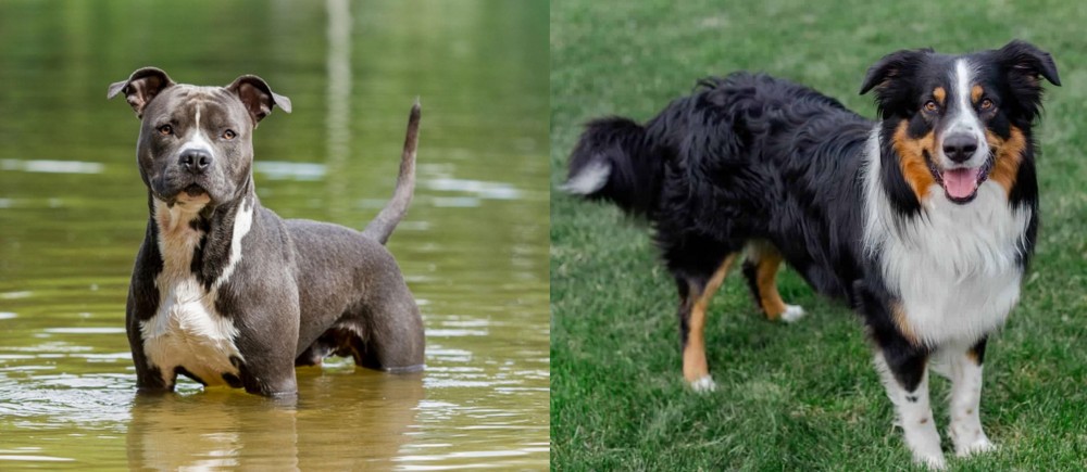 English Shepherd vs American Staffordshire Terrier - Breed Comparison