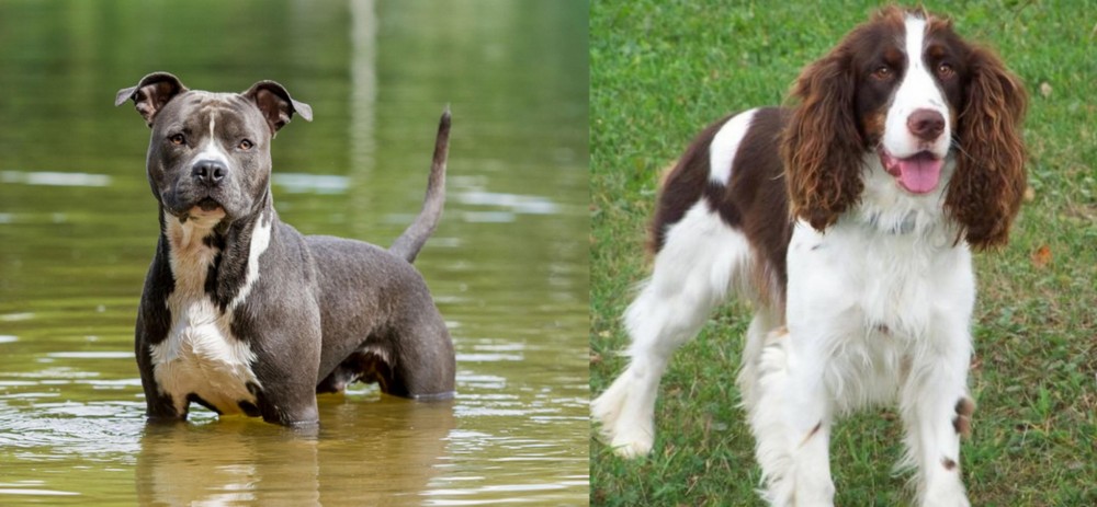 English Springer Spaniel vs American Staffordshire Terrier - Breed Comparison