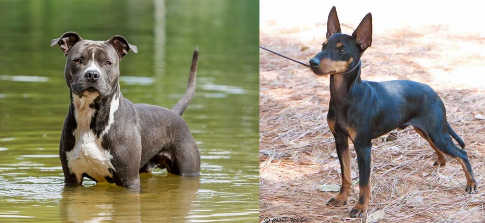 English Toy Terrier (Black & Tan) vs American Staffordshire Terrier - Breed Comparison