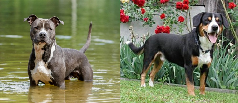 Entlebucher Mountain Dog vs American Staffordshire Terrier - Breed Comparison