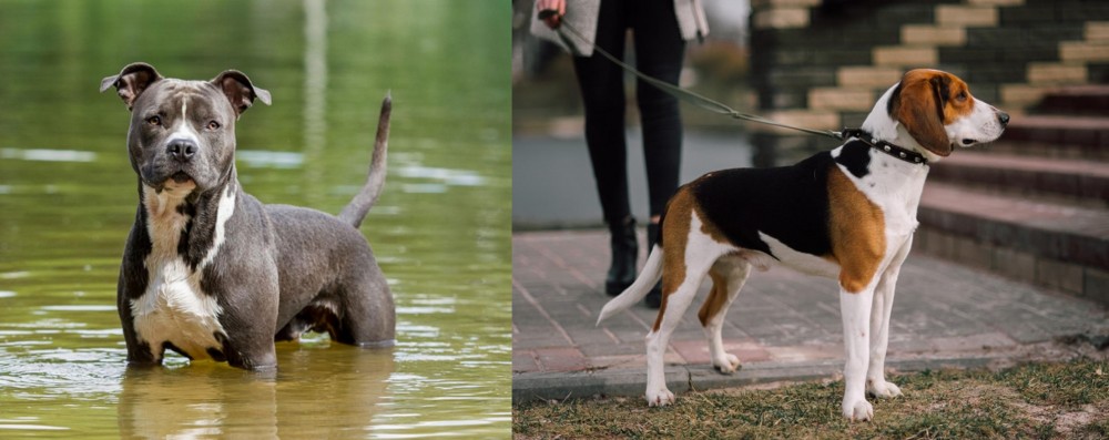 Estonian Hound vs American Staffordshire Terrier - Breed Comparison