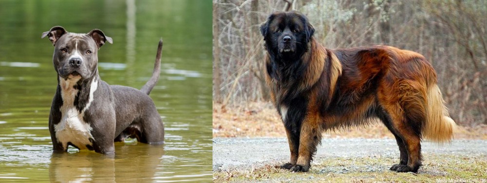 Estrela Mountain Dog vs American Staffordshire Terrier - Breed Comparison