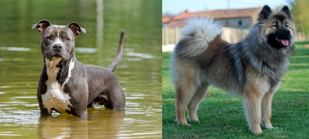 Eurasier vs American Staffordshire Terrier - Breed Comparison