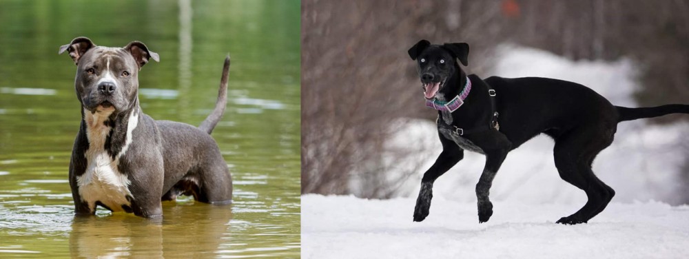 Eurohound vs American Staffordshire Terrier - Breed Comparison