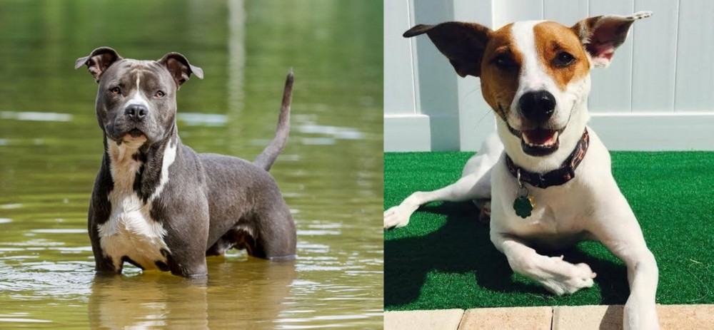Feist vs American Staffordshire Terrier - Breed Comparison