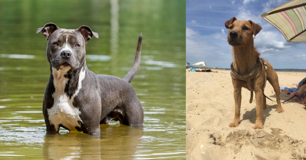 Fell Terrier vs American Staffordshire Terrier - Breed Comparison