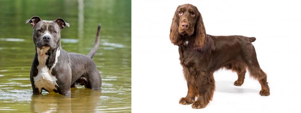 Field Spaniel vs American Staffordshire Terrier - Breed Comparison