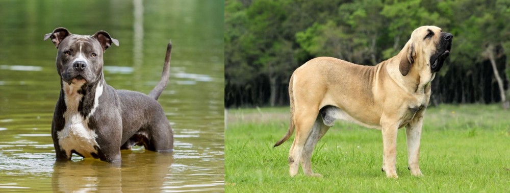 Fila Brasileiro vs American Staffordshire Terrier - Breed Comparison