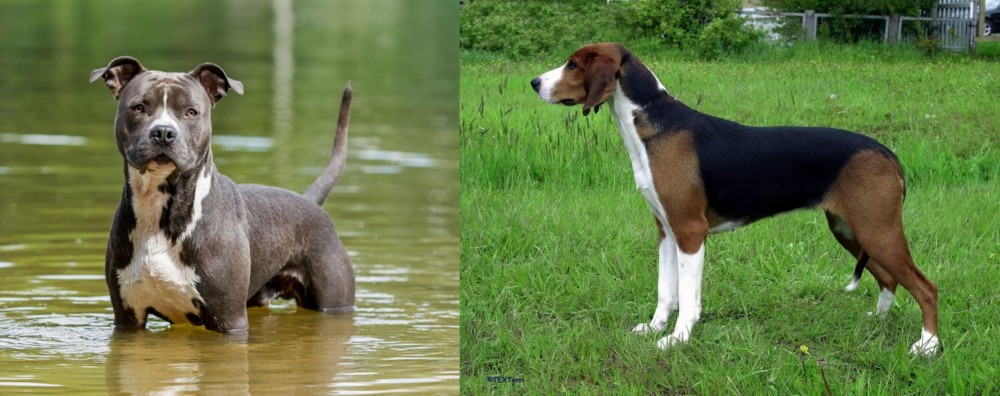 Finnish Hound vs American Staffordshire Terrier - Breed Comparison