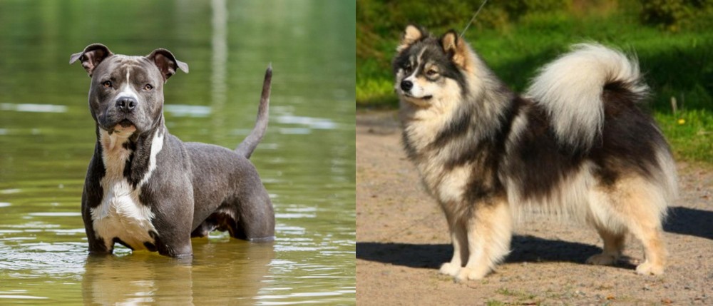 Finnish Lapphund vs American Staffordshire Terrier - Breed Comparison