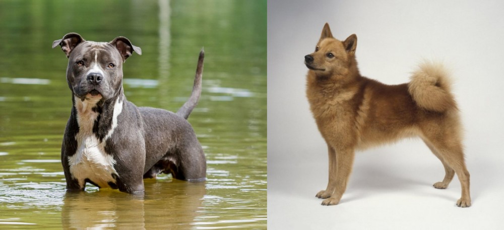 Finnish Spitz vs American Staffordshire Terrier - Breed Comparison