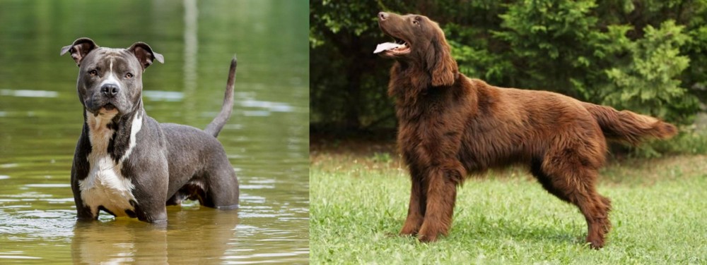 Flat-Coated Retriever vs American Staffordshire Terrier - Breed Comparison