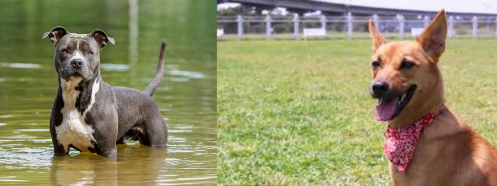 Formosan Mountain Dog vs American Staffordshire Terrier - Breed Comparison