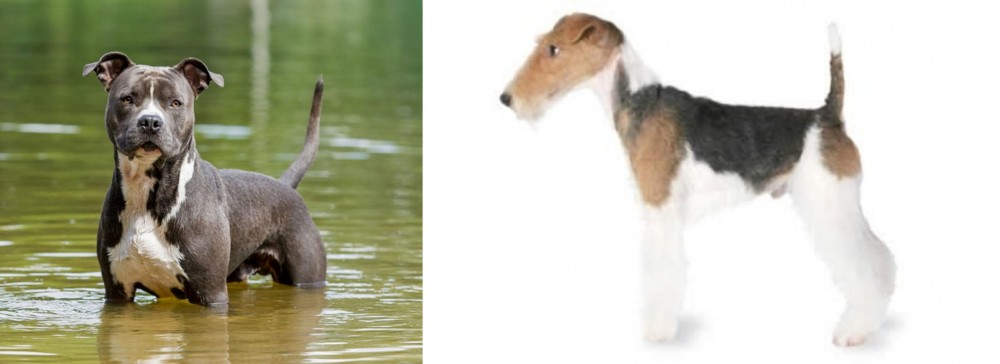 Fox Terrier vs American Staffordshire Terrier - Breed Comparison