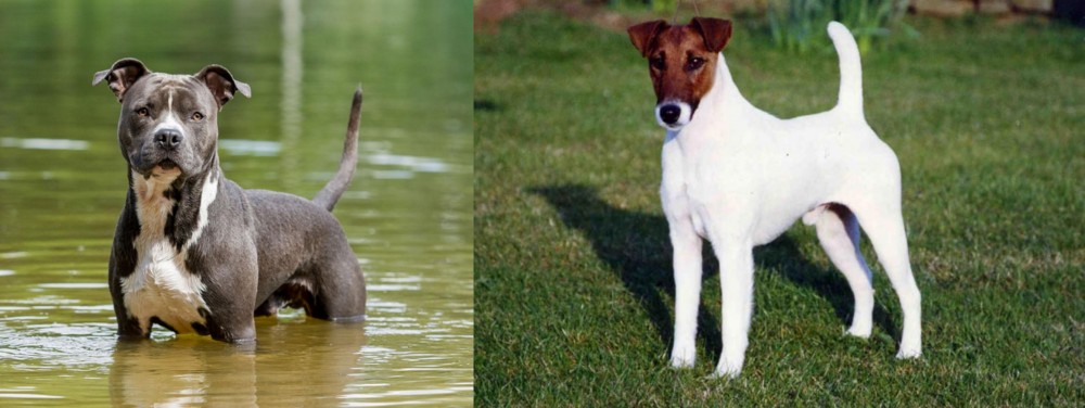 Fox Terrier (Smooth) vs American Staffordshire Terrier - Breed Comparison
