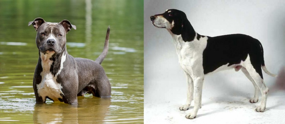 Francais Blanc et Noir vs American Staffordshire Terrier - Breed Comparison