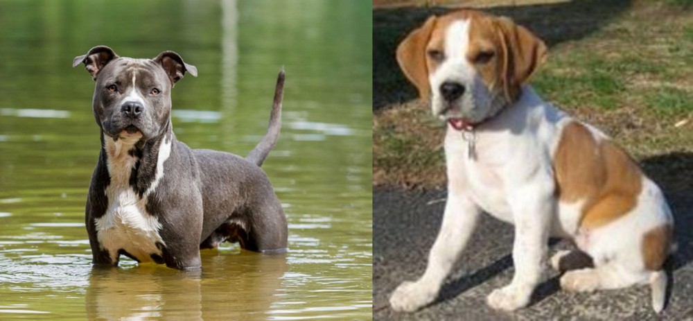 Francais Blanc et Orange vs American Staffordshire Terrier - Breed Comparison
