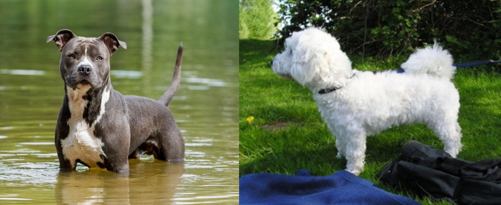 Franzuskaya Bolonka vs American Staffordshire Terrier - Breed Comparison