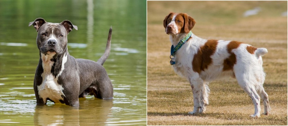 French Brittany vs American Staffordshire Terrier - Breed Comparison