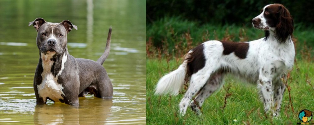 French Spaniel vs American Staffordshire Terrier - Breed Comparison