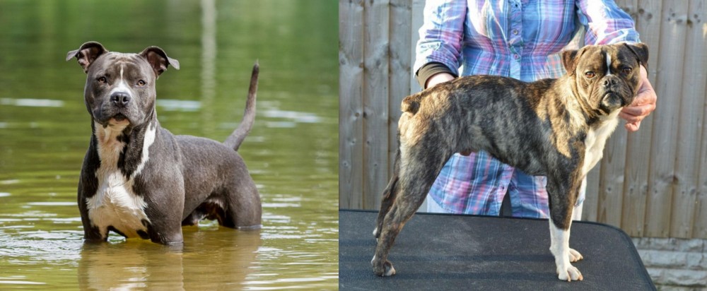 Fruggle vs American Staffordshire Terrier - Breed Comparison