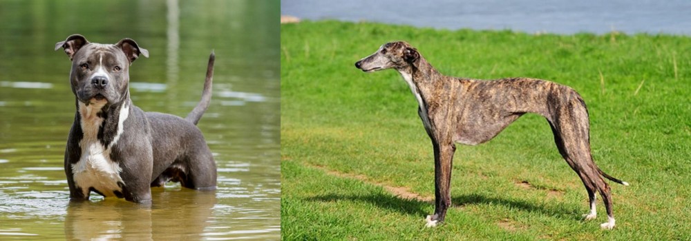 Galgo Espanol vs American Staffordshire Terrier - Breed Comparison