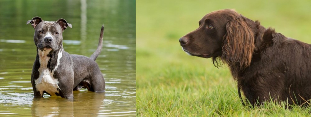 German Longhaired Pointer vs American Staffordshire Terrier - Breed Comparison