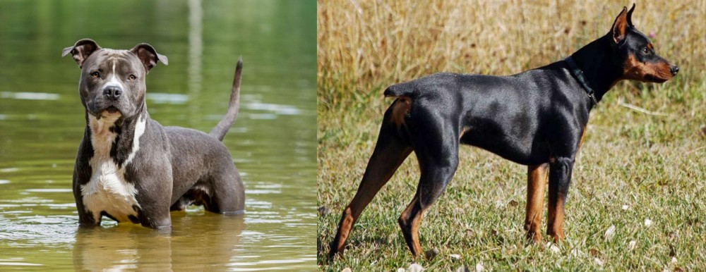 German Pinscher vs American Staffordshire Terrier - Breed Comparison