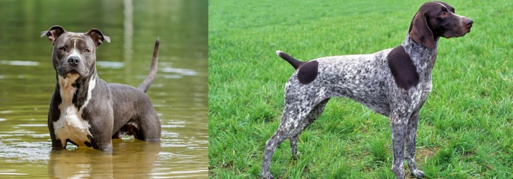 German Shorthaired Pointer vs American Staffordshire Terrier - Breed Comparison