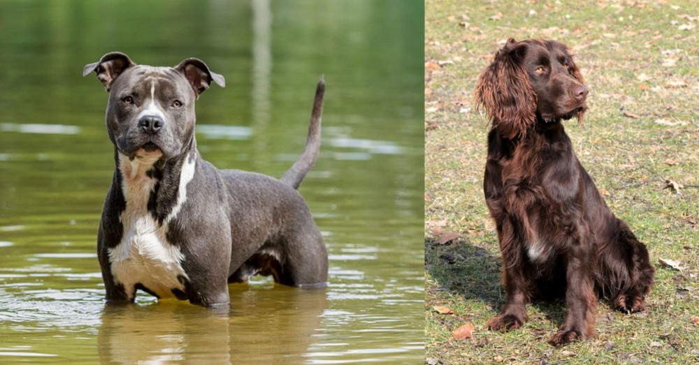 German Spaniel vs American Staffordshire Terrier - Breed Comparison