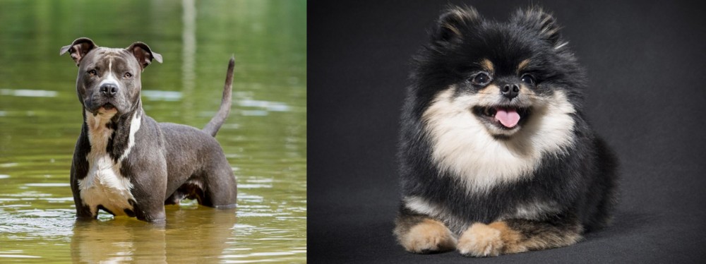 German Spitz (Klein) vs American Staffordshire Terrier - Breed Comparison