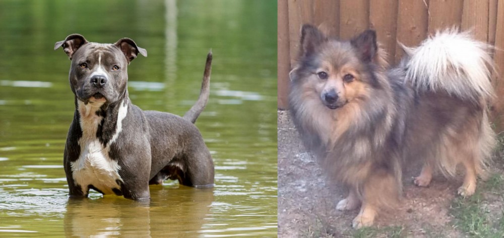 German Spitz (Mittel) vs American Staffordshire Terrier - Breed Comparison