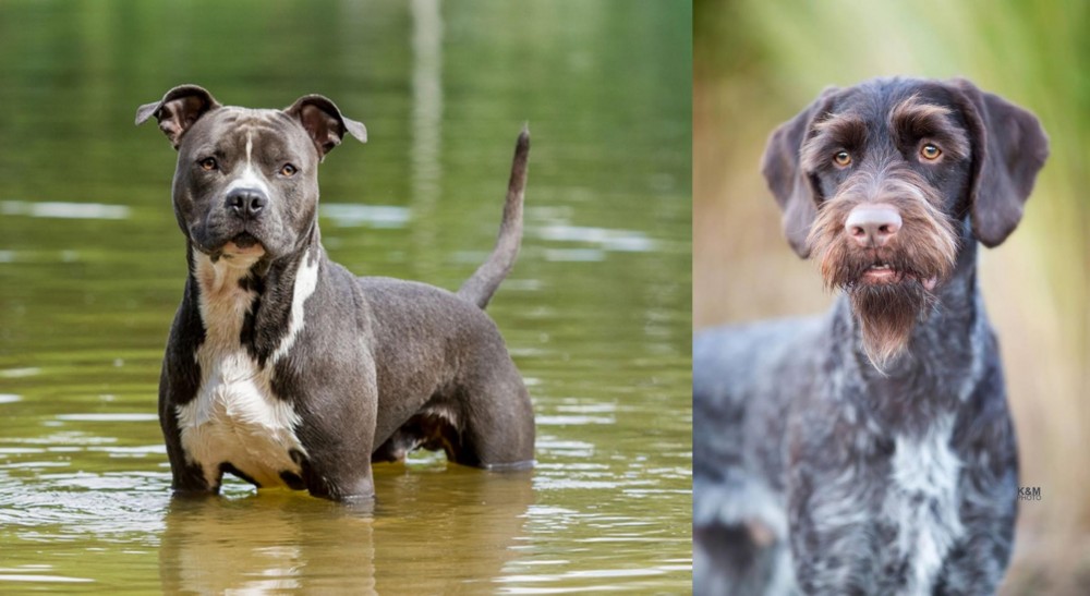German Wirehaired Pointer vs American Staffordshire Terrier - Breed Comparison