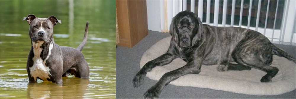 Giant Maso Mastiff vs American Staffordshire Terrier - Breed Comparison