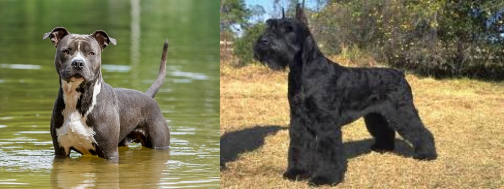 Giant Schnauzer vs American Staffordshire Terrier - Breed Comparison